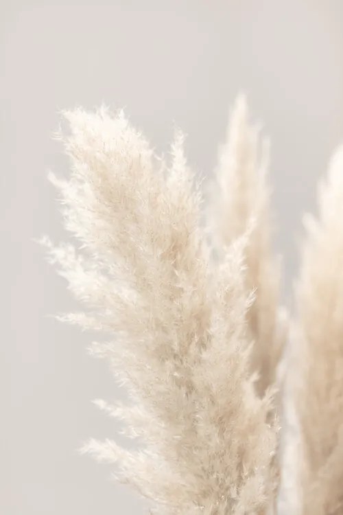 Fotográfia Pampas Grass Grey 03, Studio Collection