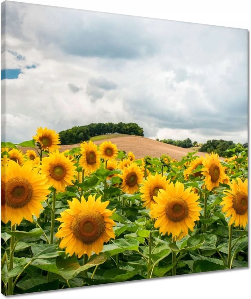 Vászonkép 50x50 Tájkép napraforgókkal