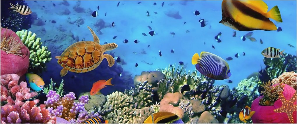 Dekoratív fotótapéta az irodába Korallzátony 250x104 Ragasztó