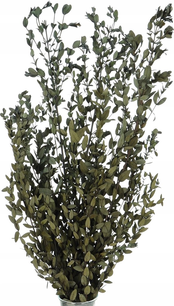 Stabilizált eukaliptusz Parvifoglia zöld csokor szárított levelek