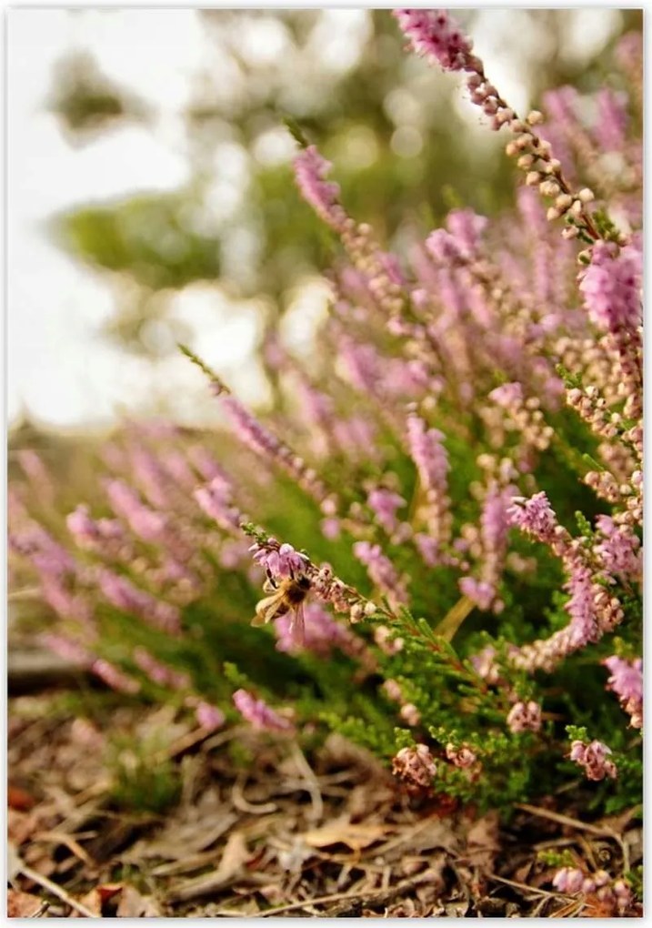 Poszterek 70x100 Erdei láp