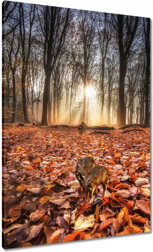 Vászonkép 70x100 Kihalás fenyegeti