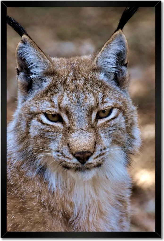 Poszterek keretben 40x60 Hiúz közelről Vadmacska