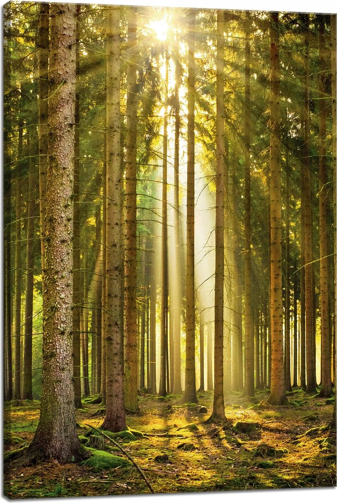 Vászonkép Erdő Fák Nap Természet Tavasz 40x60 cm