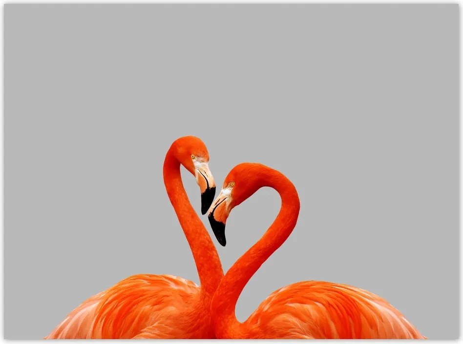 Poszterek 135x100 Flamingók