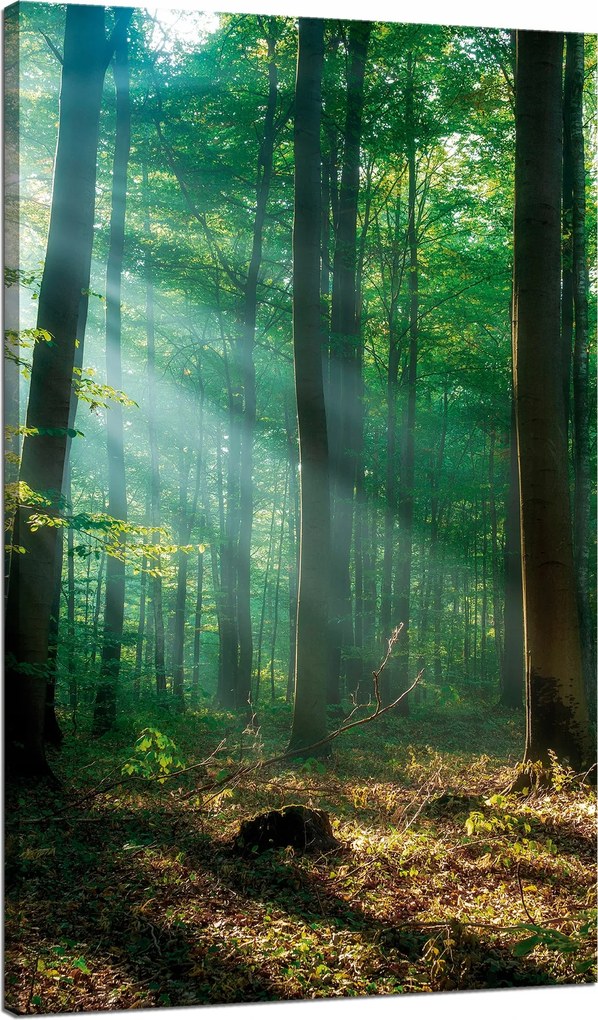 Vászonkép Erdő Fák Nap sugarai 70x120 cm