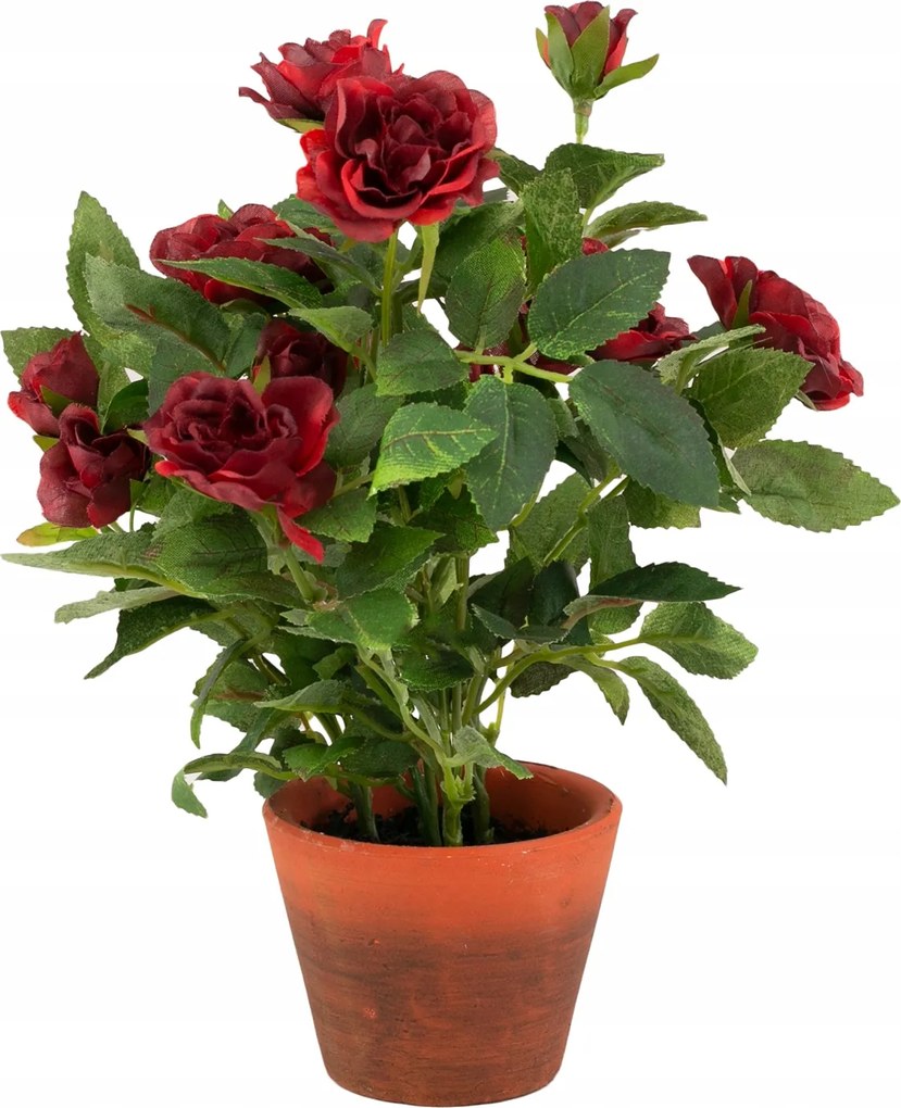 Műrózsa cserépben Piros 23cm magas