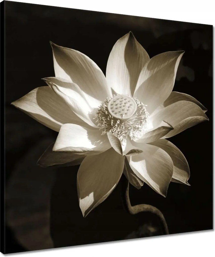 Vászonkép 50x50 Lótusz Lótuszvirág