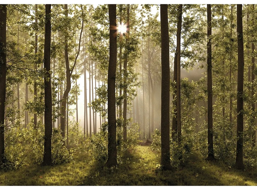 XXL erdei fotó tapéta 360 x 254 cm, 4 részből áll