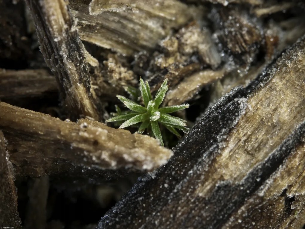 Poszter 40x30cm Natúr fa kéreg, Assaf Frank