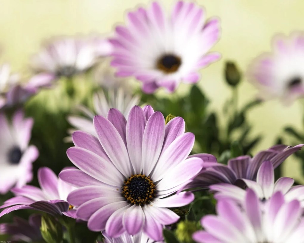Poszter 50x40cm Virágok Osteospermum, Assaf Frank