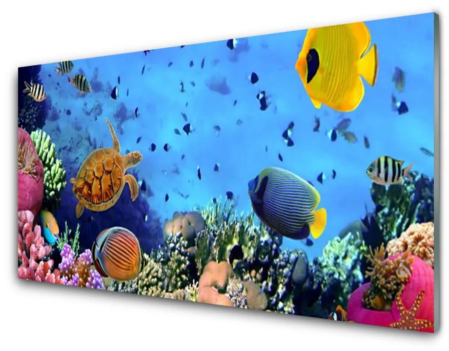 Üvegkép falra Barrier Reef Nature 140x70 cm