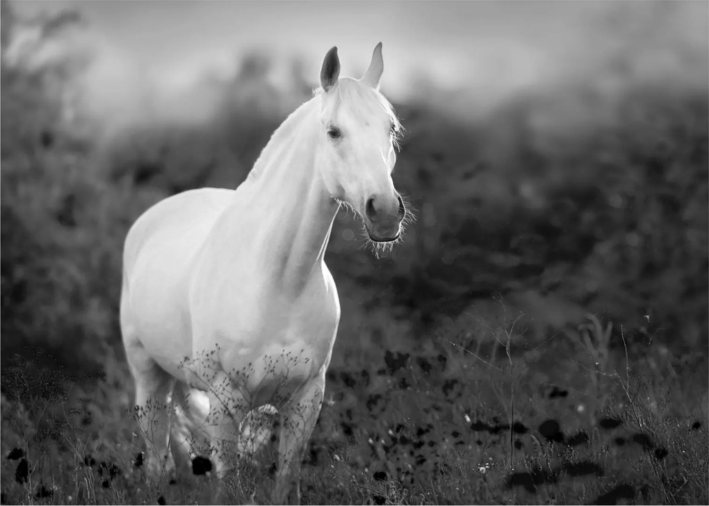 Egy fehér ló képe egy réten, fekete-fehér (70x50 cm)