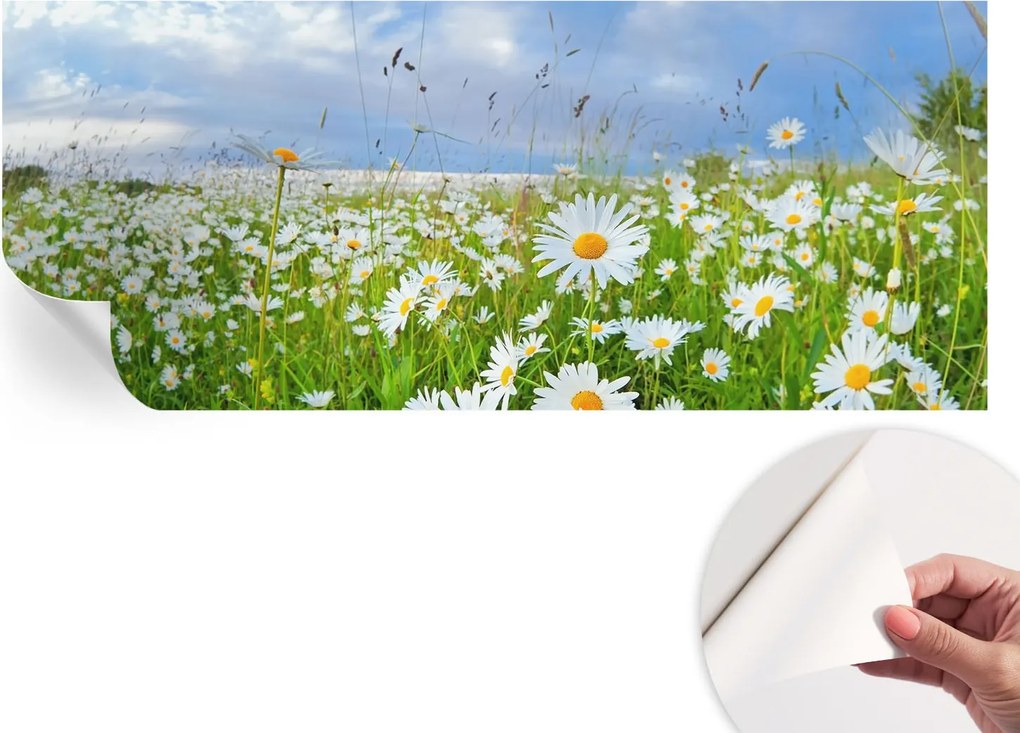 Öntapadós Dekoratív Fotótapéta Hálószobába Nyári rét 250x104 cm