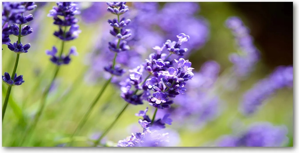 Üvegpanel konyhába Levendula 120x60 cm Ragasztó