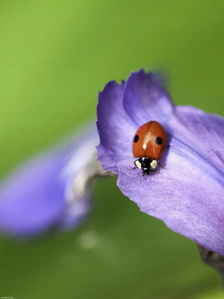 Poszter 30x40cm Katicabogár, Assaf Frank