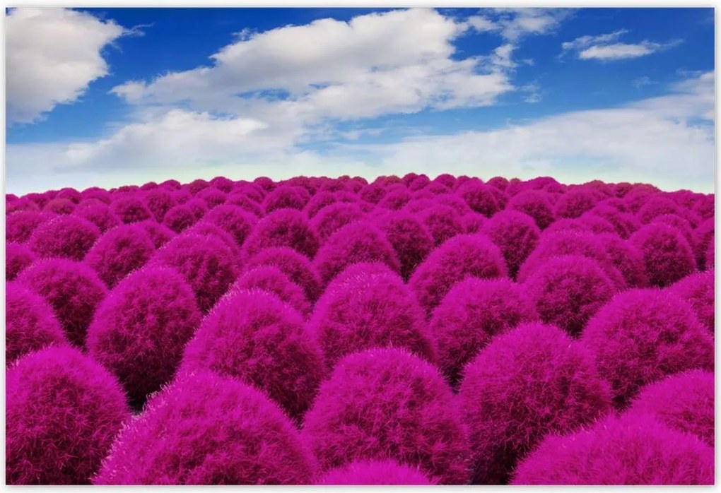 Poszterek 185x125 Kifejező rét Tájkép