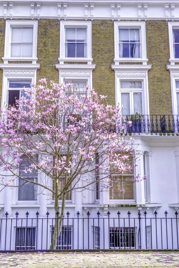 Poszter 30x45cm Magnóliafa a londoni ház előtt, Assaf Frank