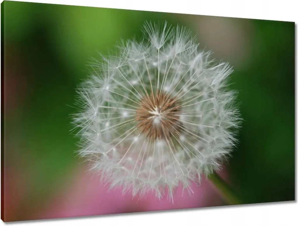 Vászonkép 90x60 Pitypang Virág Virágok