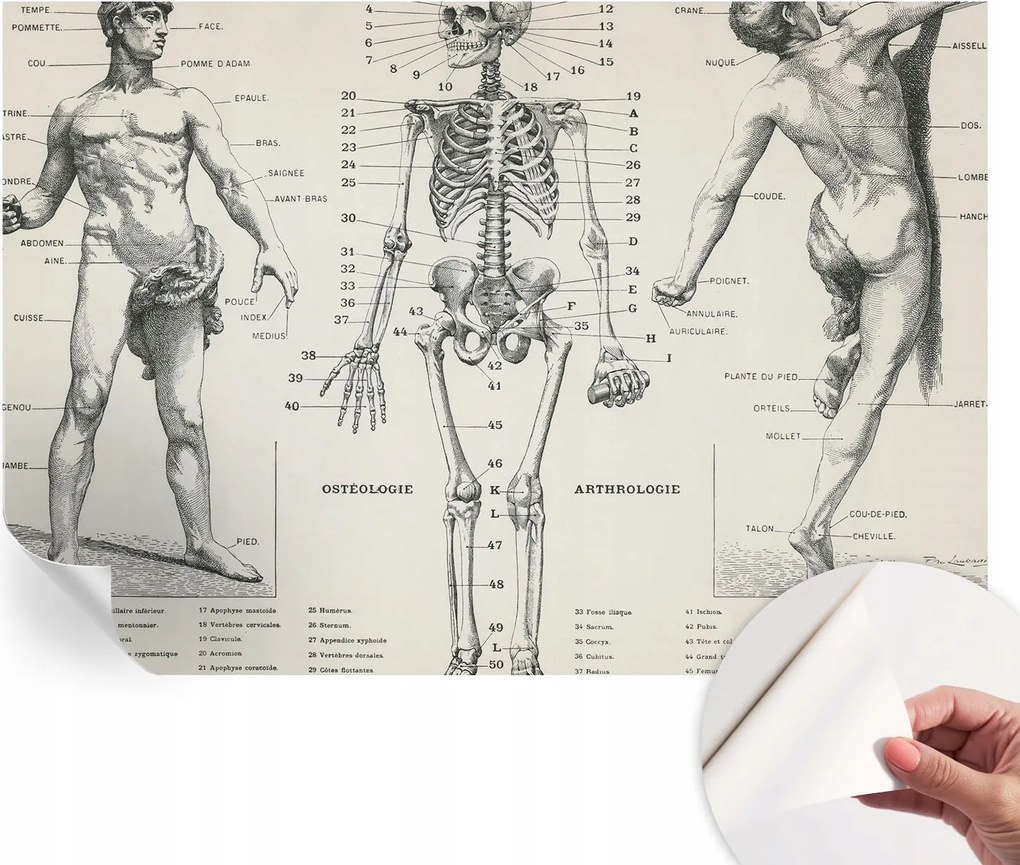 Öntapadós Dekoratív Fotótapéta Hálószobába Klasszikus anatómia 152x104