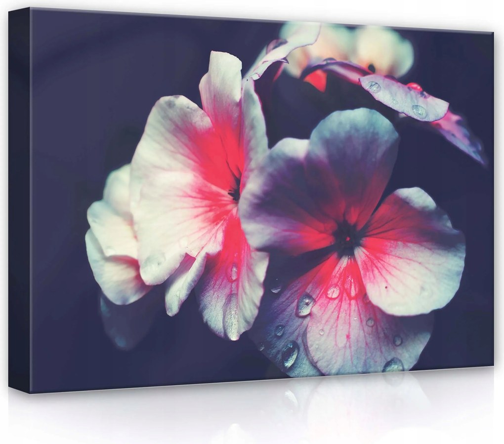 Vászonkép 70x50 Virágok szirmok harmat makro finomság természet nyugalom harmónia