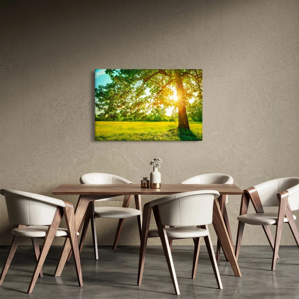 Kép - Sunny Forest (90x60 cm)