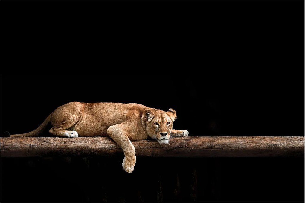 Kép - Lioness (90x60 cm)