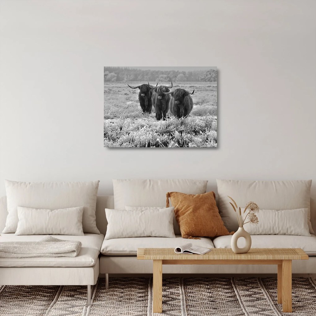Üveg kép - Skót tehenek (70x50 cm)