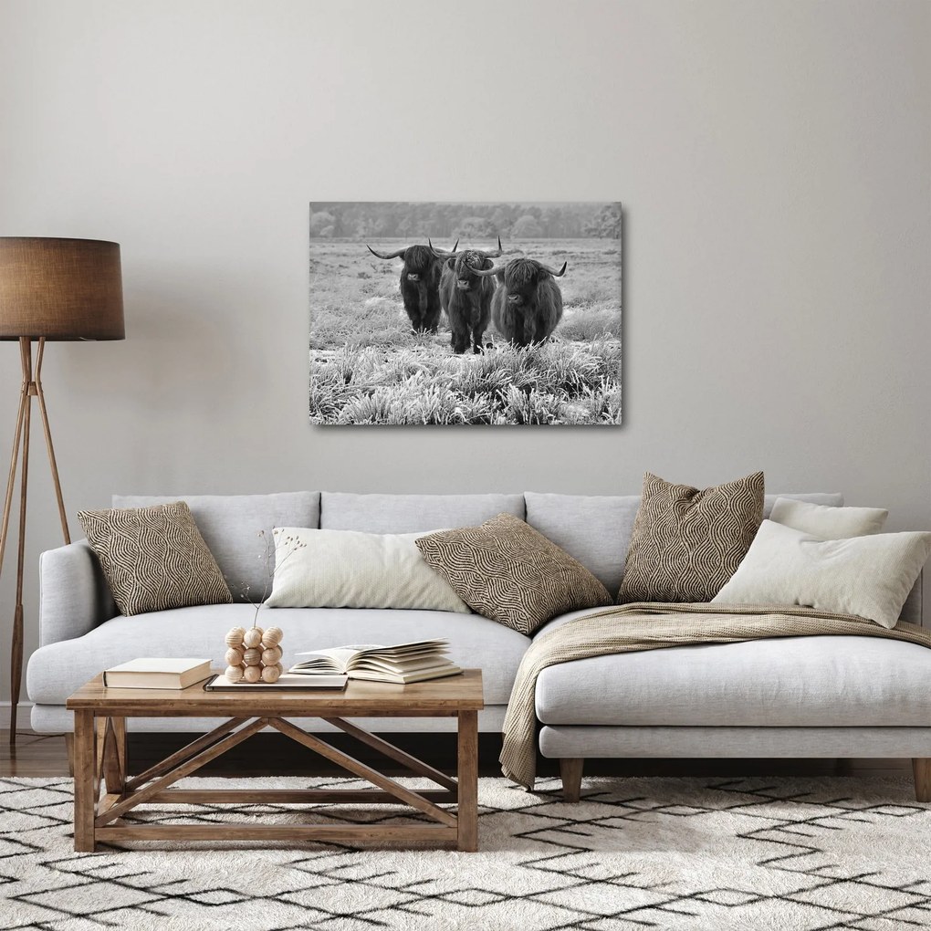 Kép - Skót tehenek (70x50 cm)
