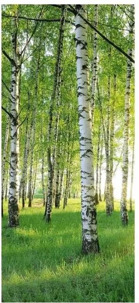 Fotótapéta ajtó falra papír nyírfa erdő minta 86 x 200 cm