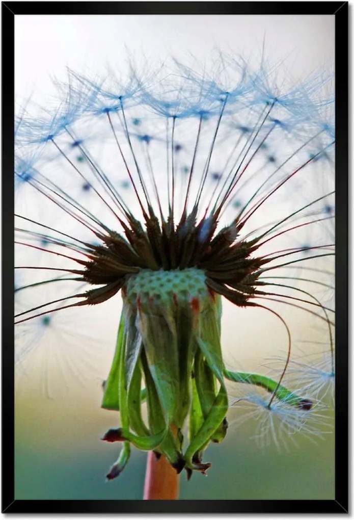 Poszterek keretben 40x60 Pitypang Virág Virágok