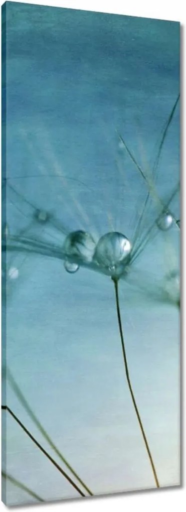 Vászonkép 40x100 Pitypang Virág Virágok