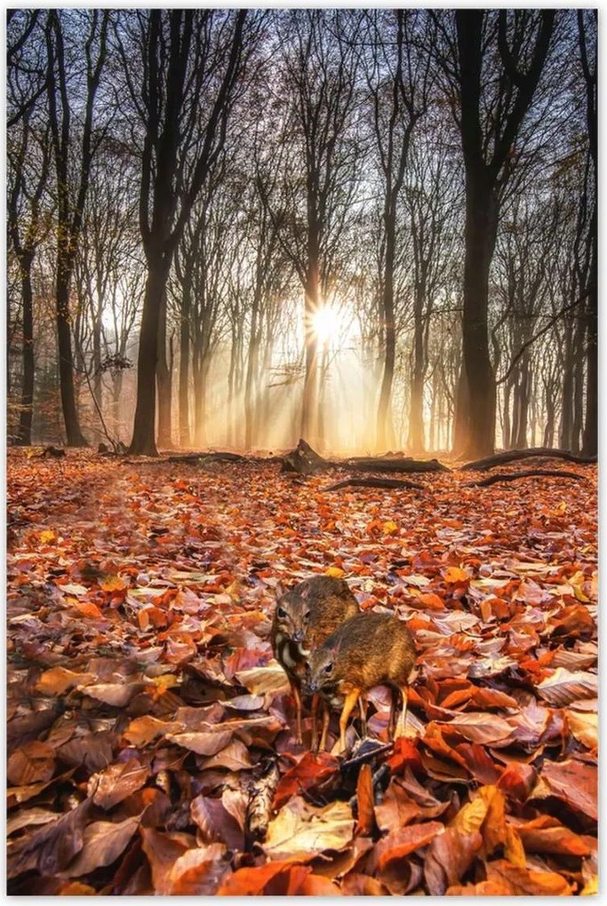 Poszterek 80x120 Kihalás fenyegeti