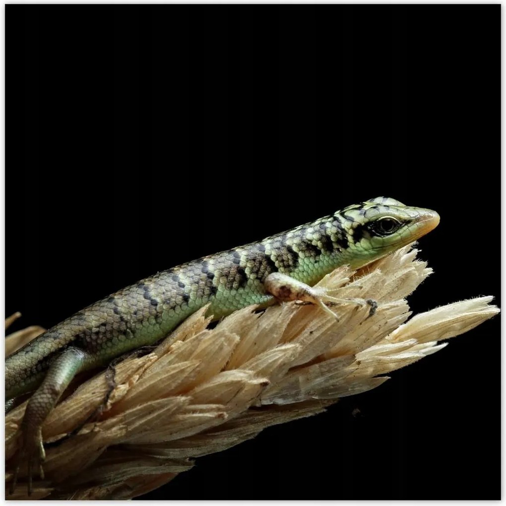 Poszterek 100x100 Indonéz gyík