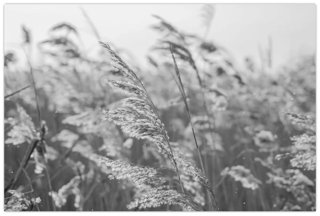 Kép - Fű a szélben (90x60 cm)