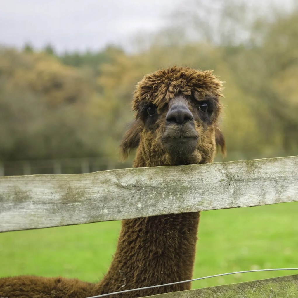 Poszter 70x70cm Közelkép az Alpokról, Assaf Frank