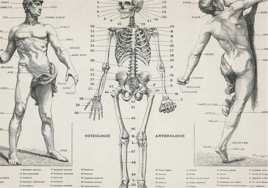 Divatos 3D Fali Tapéta Klasszikus anatómia 208x146 Ragasztóval