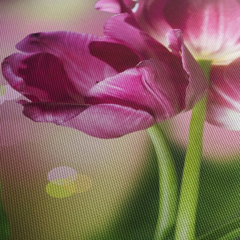 Rózsaszín tulipánok képe (90x60 cm)