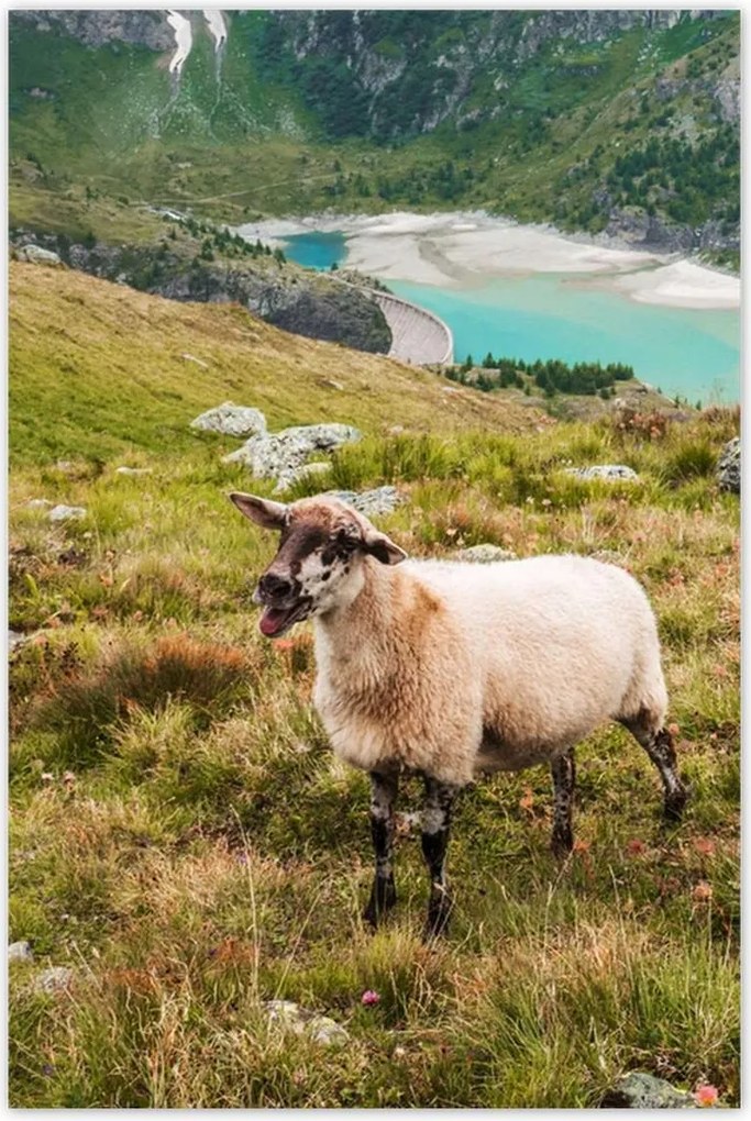 Poszterek 80x120 Juh legeltetés Bárányok Juhok