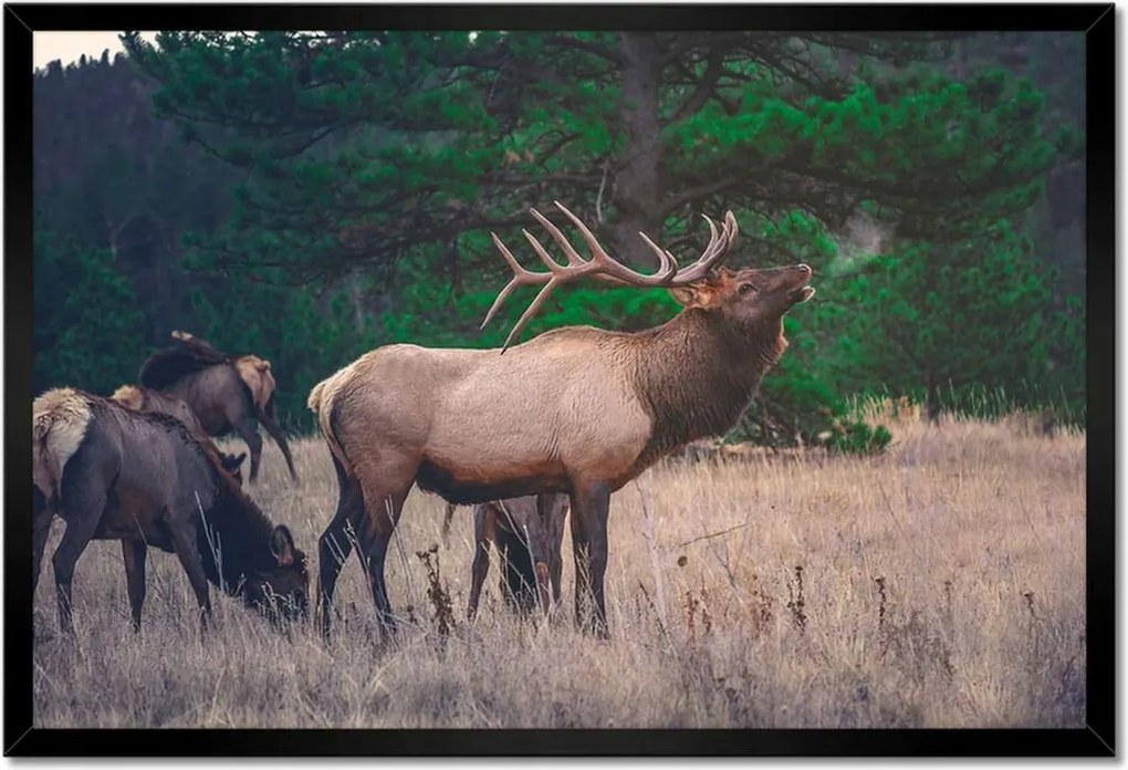 Poszter keretben 60x40 Szarvas Erdő Tájkép