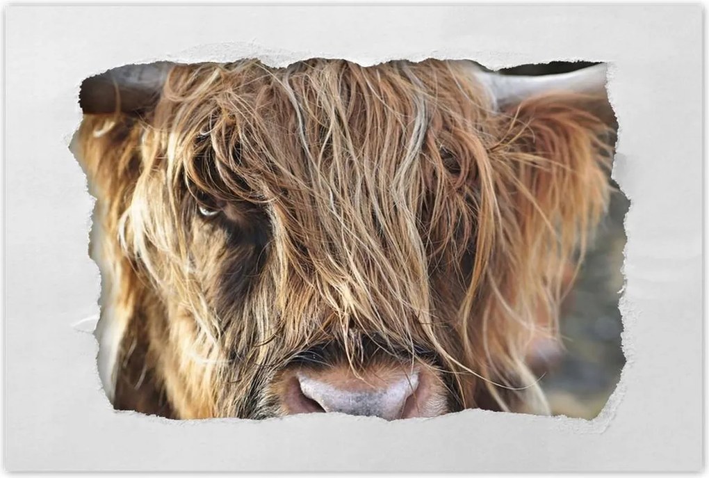 Poszterek 90x60 Skót tehén szarvakkal