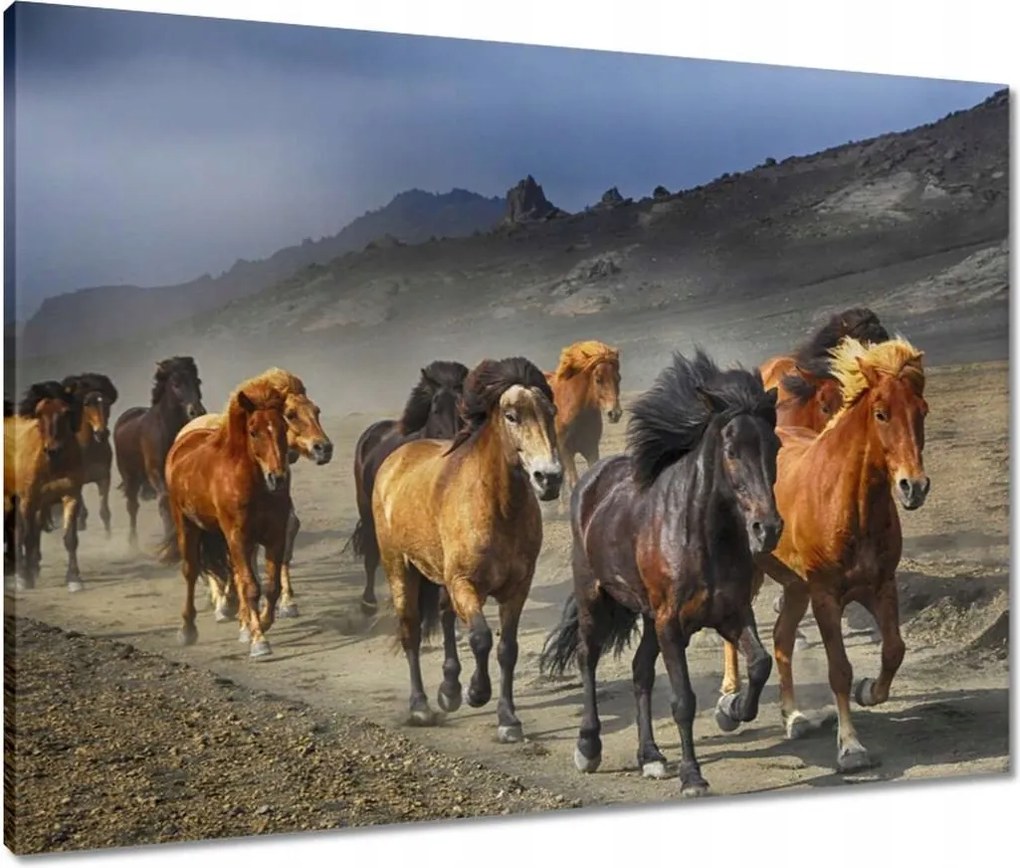 Vászonkép 80x60 Vadlócsorda
