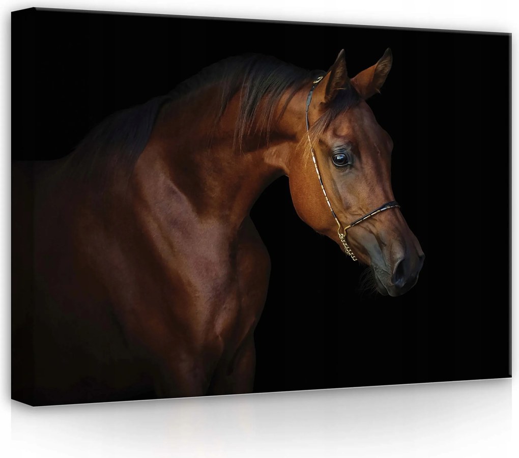 Vászonkép 70x50 Arab ló portré kecsesség erő szépség sötét háttér