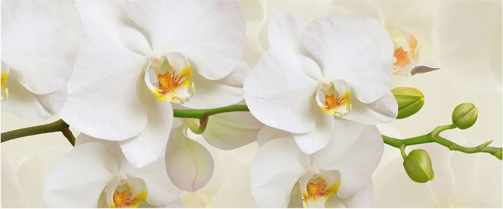 Flizelin fotótapéta Flizelin Design Virágos gazdagság 250x104