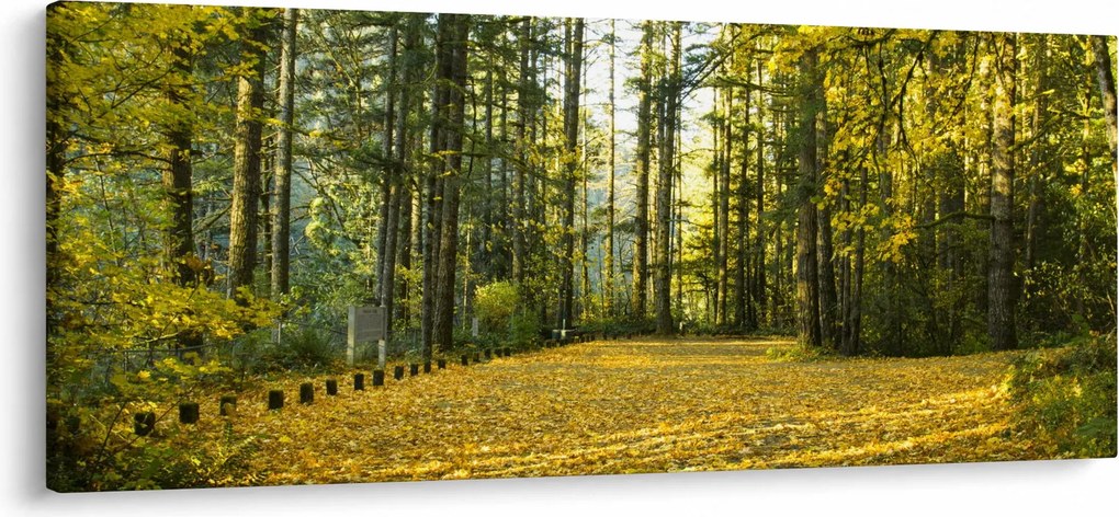 Kép - erdő ősszel (120x50 cm)