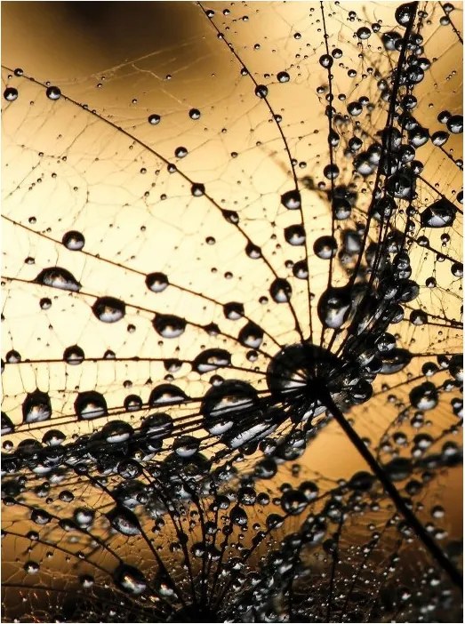 Fotótapéta Rosa a pitypang vinil friss reggel természet 184x254 +ragasztó