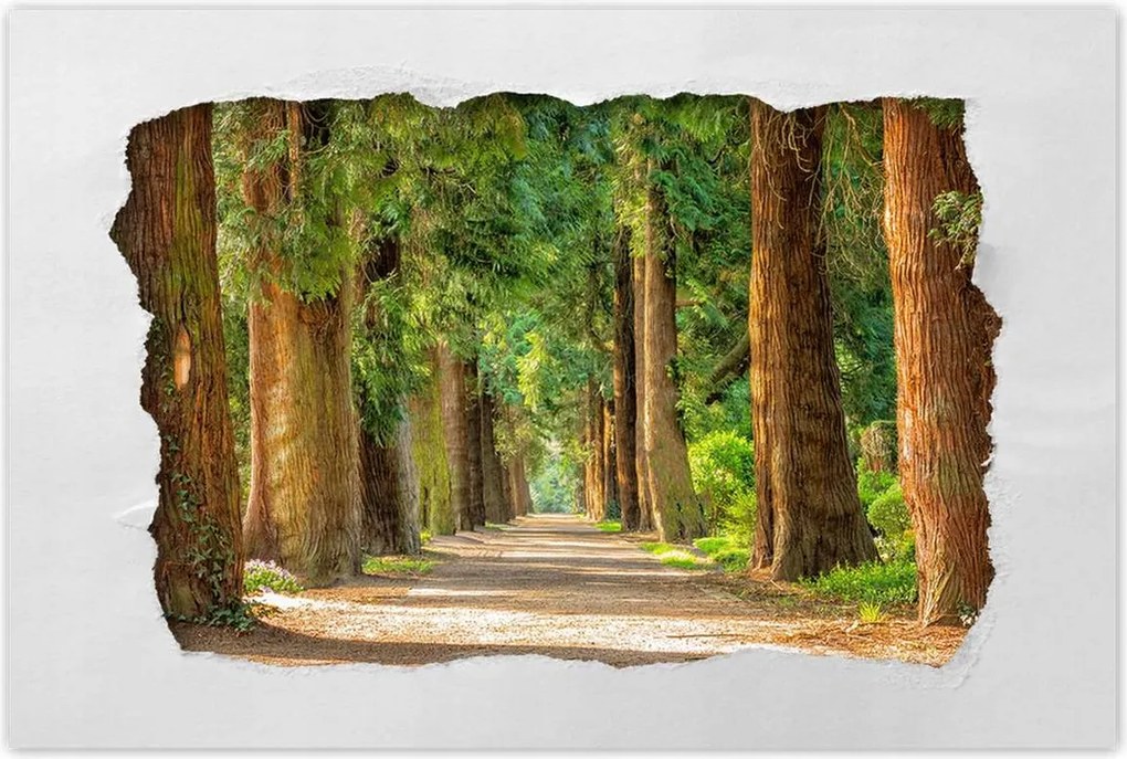 Poszterek 60x40 Út a parkban Fák