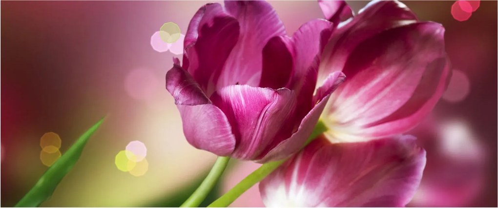 Rózsaszín tulipánok képe (120x50 cm)