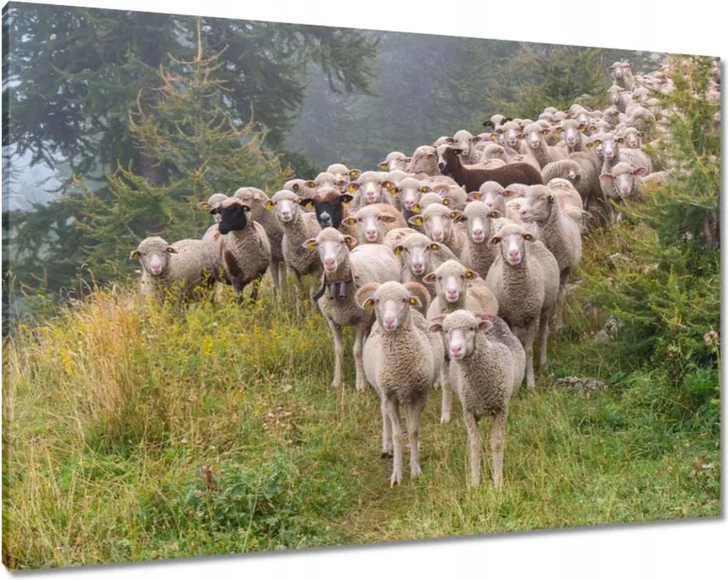 Vászonkép 100x70 Juh legeltetés Bárányok