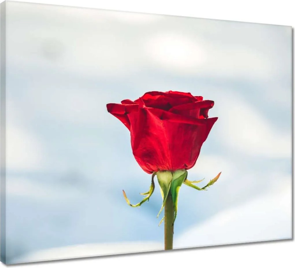 Vászonkép 50x40 Rózsa Virág Virágok Rózsa